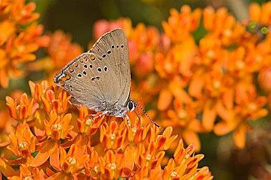 《王冠之战：黑王子》领地概述 3月15日发售